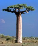baobab