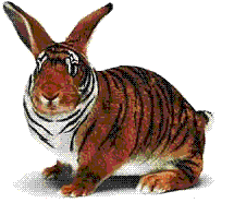 1 Lapin tigre