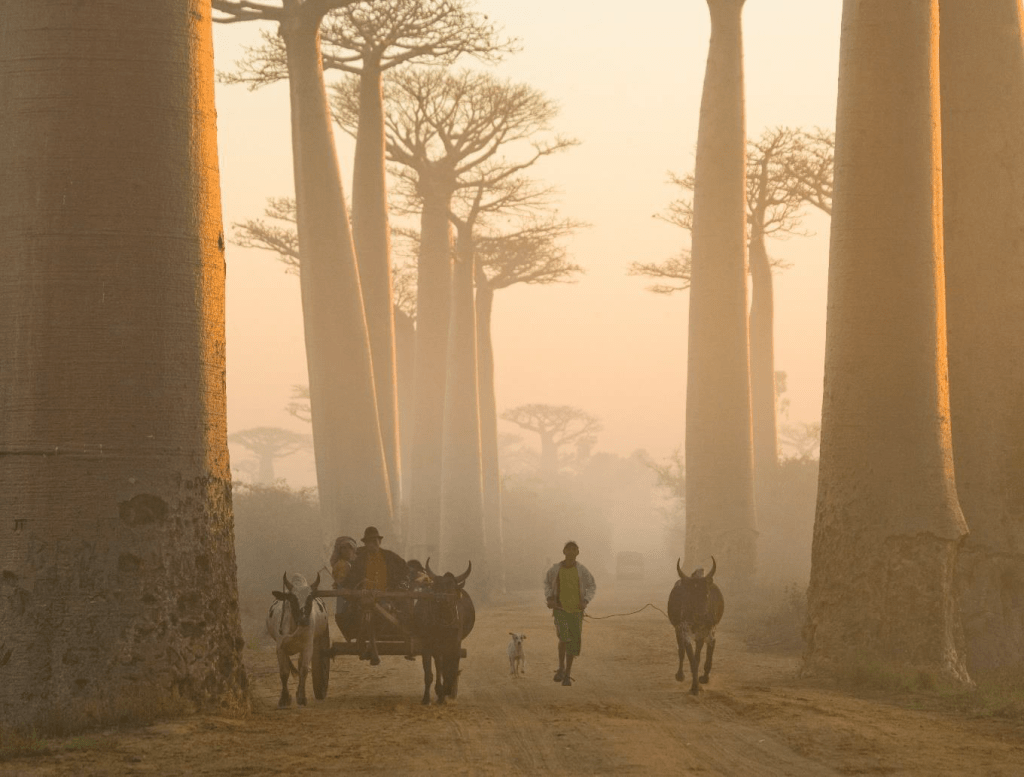 Changements de fortune et persistance de la pauvreté à Madagascar: Récentes&nbsp;découvertes