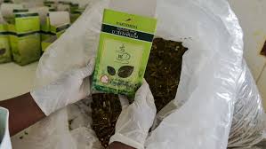 Artemisia maison artemisia